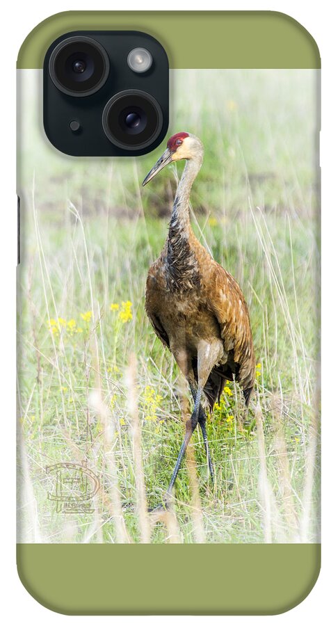  Sand Hill Crane (gruidae iPhone Case featuring the photograph Nesting Sandhill Crane by Daniel Hebard