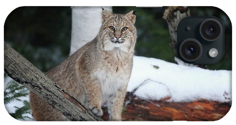 Bobcat iPhone Case featuring the photograph Nice Pose by Duane Cross