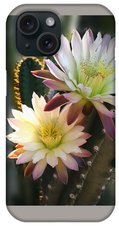 Night-blooming Cactus iPhone Case featuring the photograph Night-Blooming Cereus 3 by Marilyn Smith