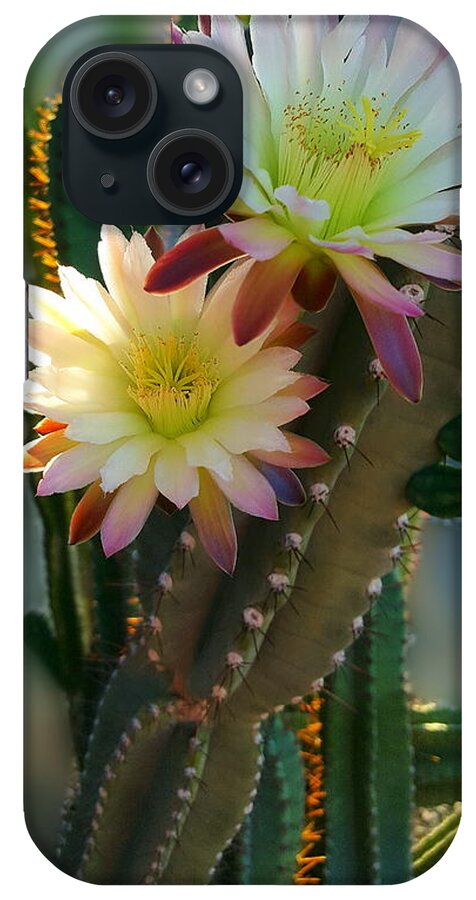 Night-blooming Cactus iPhone Case featuring the photograph Night-Blooming Cereus 4 by Marilyn Smith