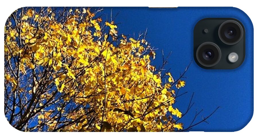Provincetown iPhone Case featuring the photograph #nofilter #blueandgold #treeporn by Ben Berry