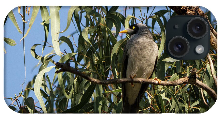 Australia iPhone Case featuring the photograph Noisy Miner Bird 2 - Canberra - Australia by Steven Ralser