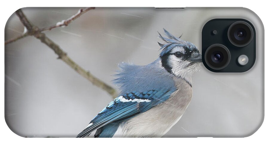  Blue Jay iPhone Case featuring the photograph Nor' Easter Blue Jay by Diane Giurco