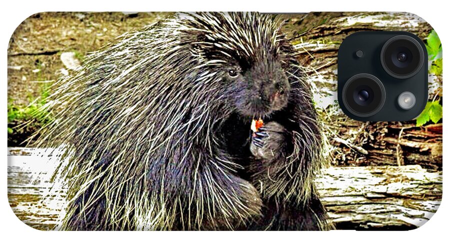 Porcupine iPhone Case featuring the photograph North American Porcupine by Kathy Kelly