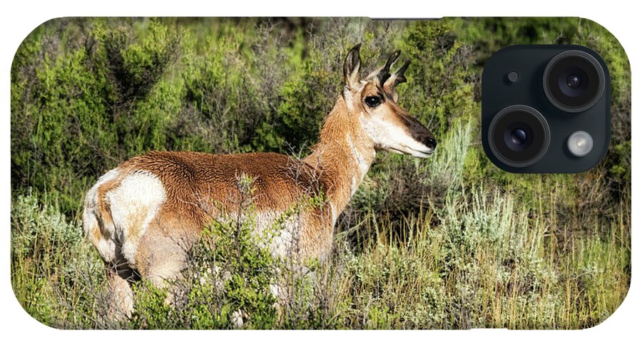 North Park Pronghorn iPhone Case featuring the photograph North Park Pronghorn by Priscilla Burgers