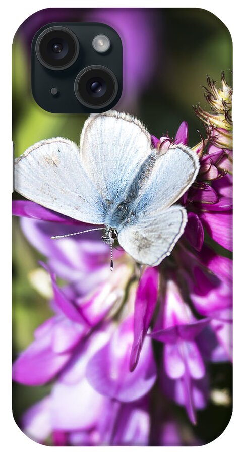 Fort Yukon iPhone Case featuring the photograph Northern Blue Butterfly by Ian Johnson