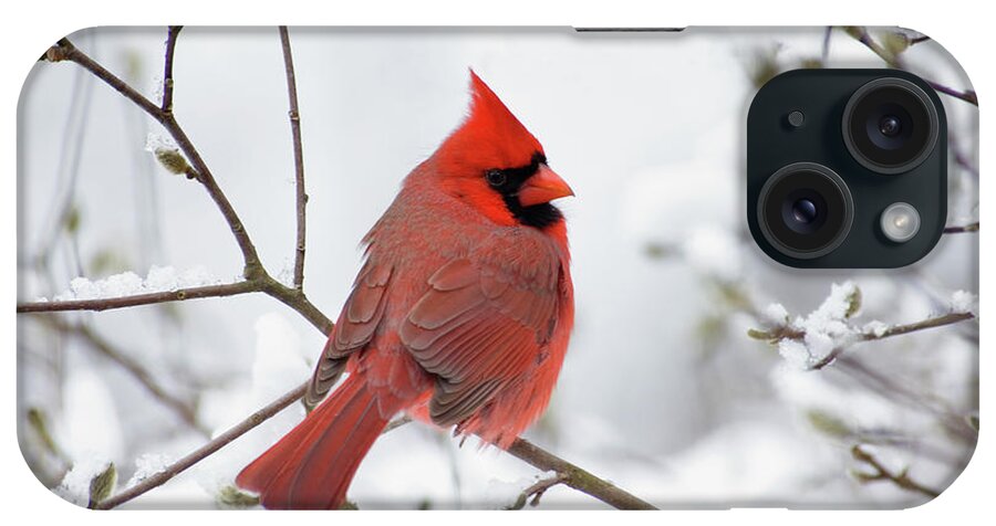 Male iPhone Case featuring the photograph Northern Cardinal - D001540 by Daniel Dempster