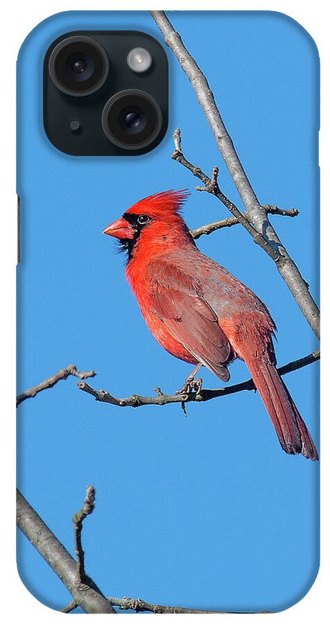 Nature iPhone Case featuring the photograph Northern Cardinal DSB0272 by Gerry Gantt