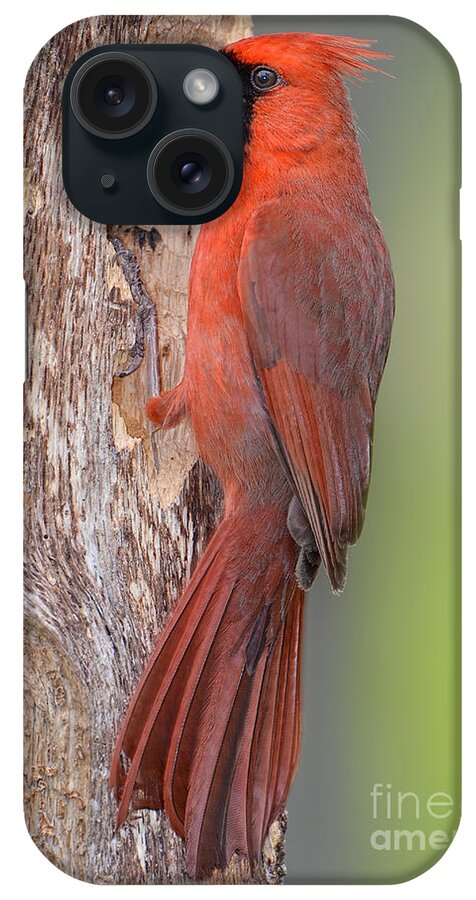 Northern Cardinal Male iPhone Case featuring the photograph Northern Cardinal Male by Bonnie Barry