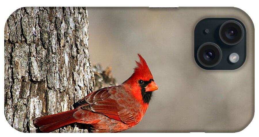 Nature iPhone Case featuring the photograph Northern Cardinal on Tree by Sheila Brown