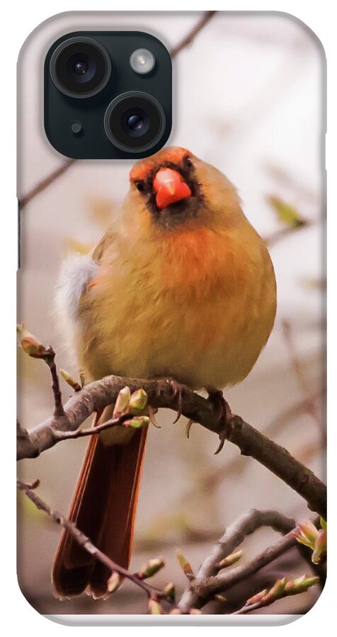 Terry D Photography iPhone Case featuring the photograph Northern Female Cardinal Pose by Terry DeLuco