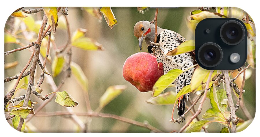 Bird iPhone Case featuring the photograph Northern Flicker in Apple Tree by Dennis Hammer