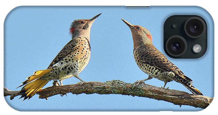 Bird iPhone Case featuring the photograph Northern Flickers Communicate by Alan Lenk