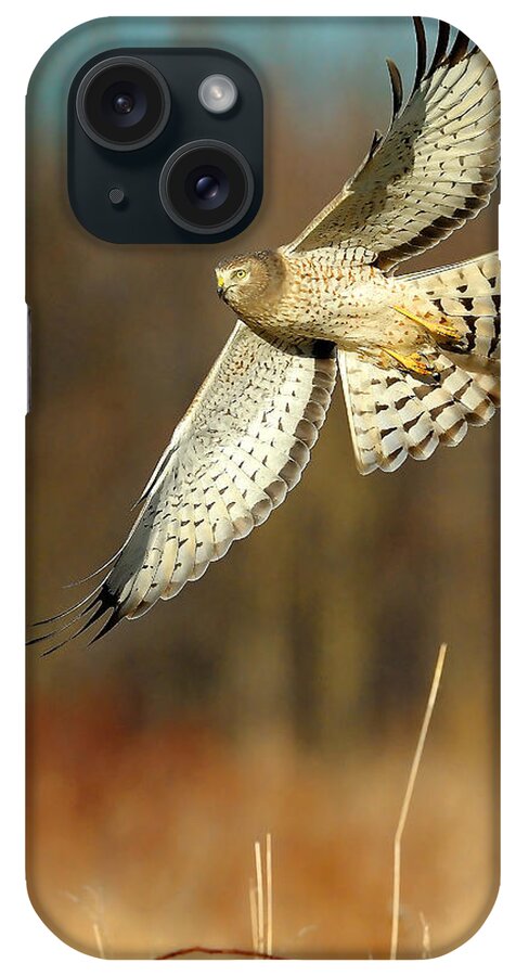 Northern Harrier iPhone Case featuring the photograph Northern Harrier Banking by William Jobes