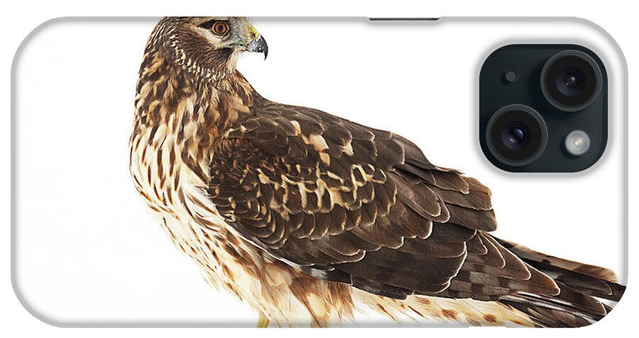 Bird iPhone Case featuring the photograph Northern Harrier with the Last of the Prey by Dennis Hammer