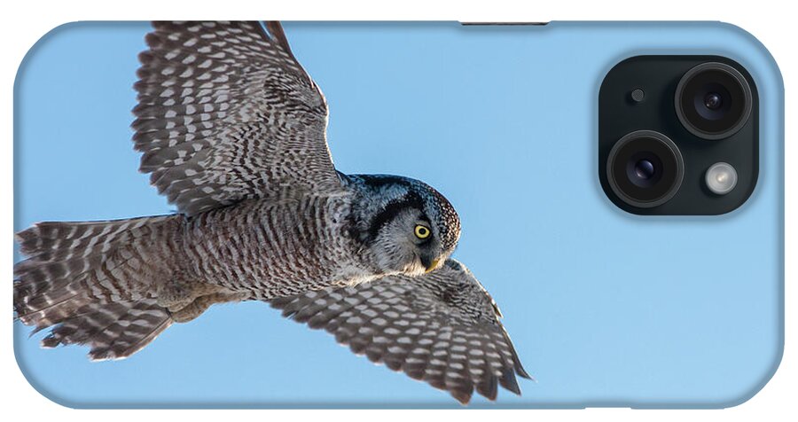 Animal iPhone Case featuring the photograph Northern Hawk Owl hunting by Mircea Costina Photography
