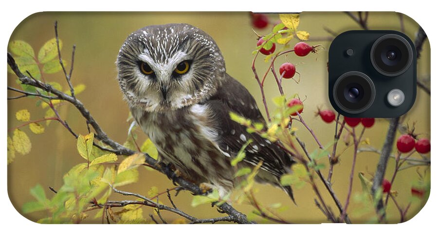 00170536 iPhone Case featuring the photograph Northern Saw Whet Owl Perching by Tim Fitzharris