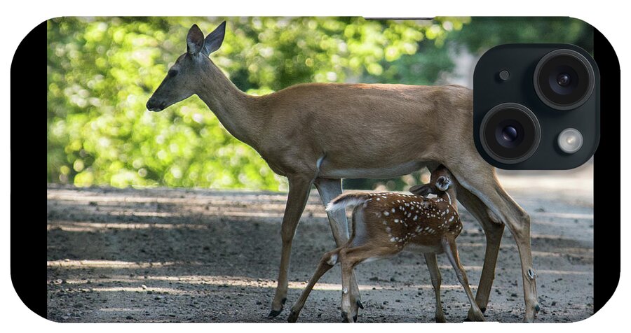 Whitetail Deer iPhone Case featuring the photograph Nursing Doe by Michael Hall