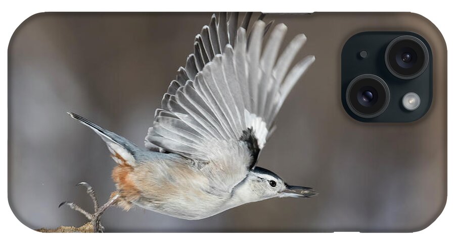 Nuthatch iPhone Case featuring the photograph Nuthatch in Action by Mircea Costina Photography