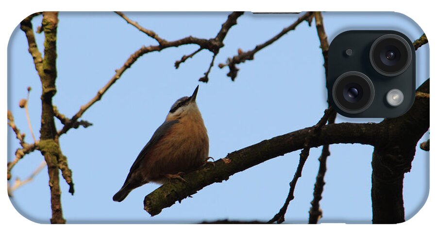 Nuthatch iPhone Case featuring the photograph Nuthatch With Head High by Adrian Wale