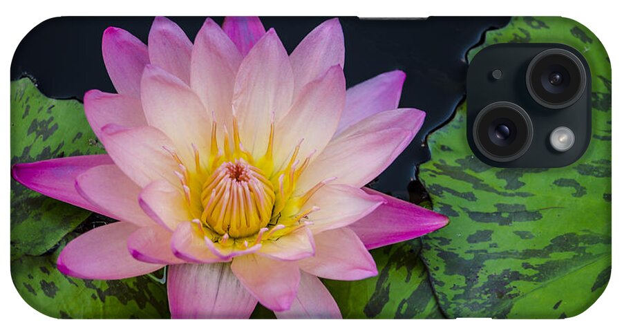 Water Lily iPhone Case featuring the photograph Nymphaea Hot Pink Water Lily by Deborah Smolinske
