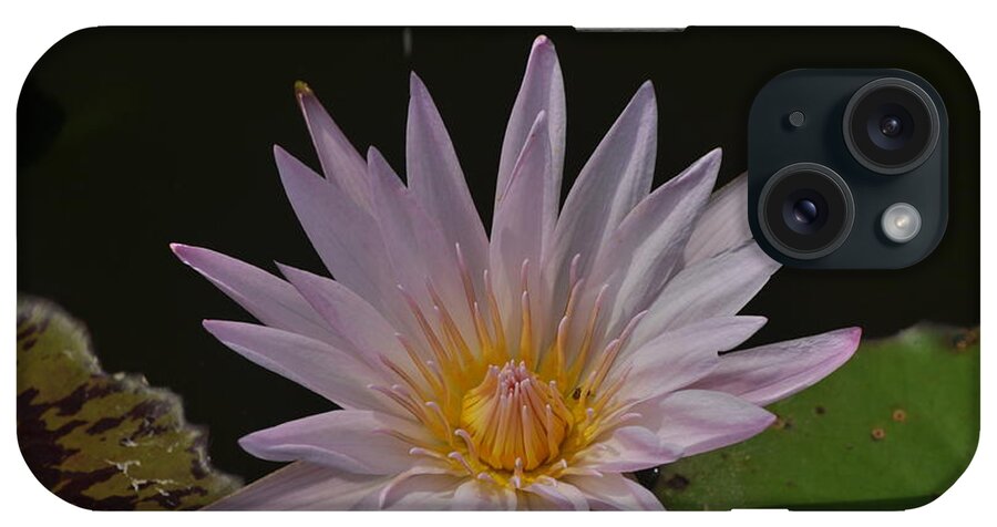 Nymphaea Pubescens iPhone Case featuring the photograph Nymphaea pubescens by Nona Kumah