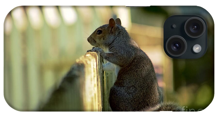 Squirrel iPhone Case featuring the photograph Observation Point by Rachel Morrison