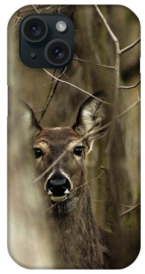 Deer iPhone Case featuring the photograph Observed by Bruce Patrick Smith