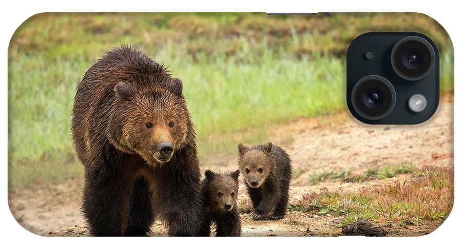 Grizzly Bears iPhone Case featuring the photograph Obsidian by Aaron Whittemore