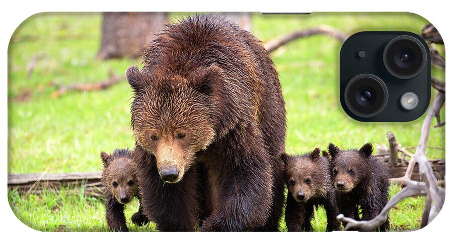 Grizzly Bears iPhone Case featuring the photograph Obsidian Family by Aaron Whittemore