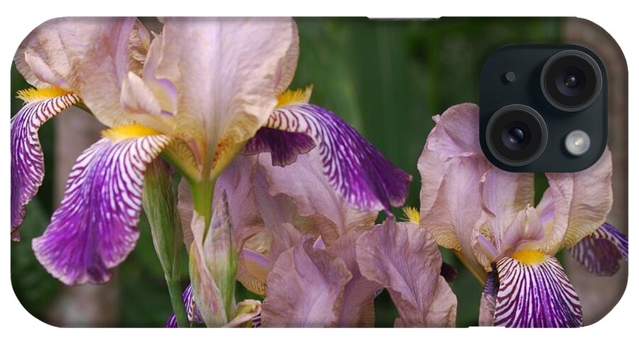 Iris iPhone Case featuring the photograph Old-fashioned Iris by Randy Bodkins
