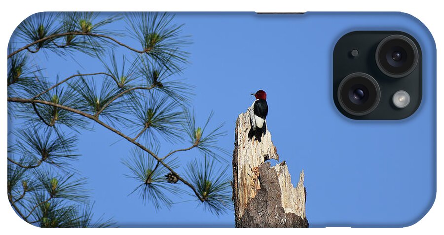 Scenic Tours iPhone Case featuring the photograph Old Red by Skip Willits