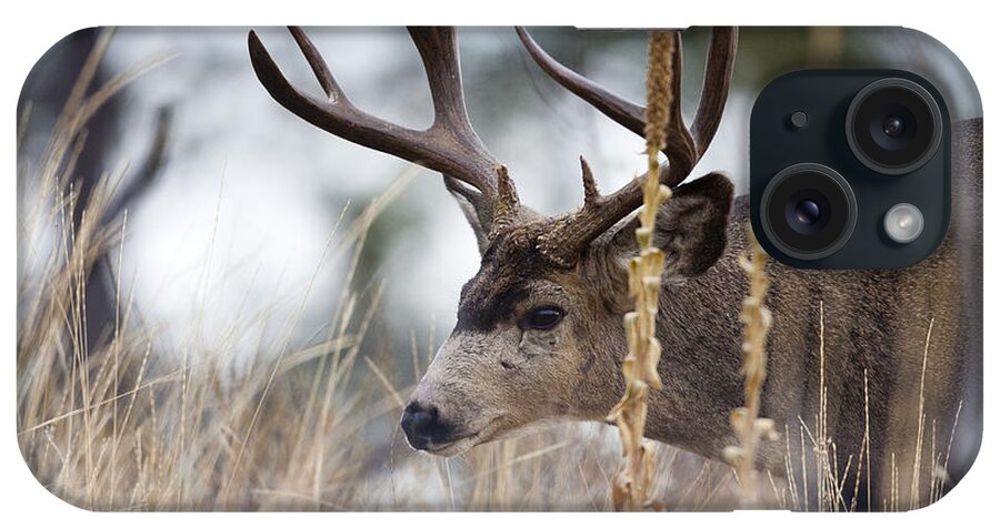 Deer iPhone Case featuring the photograph Old Timer by Douglas Kikendall