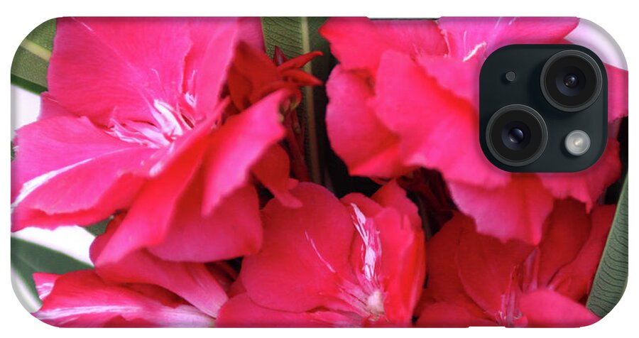 Oleander iPhone Case featuring the photograph Oleander Geant des Batailles 1 by Wilhelm Hufnagl