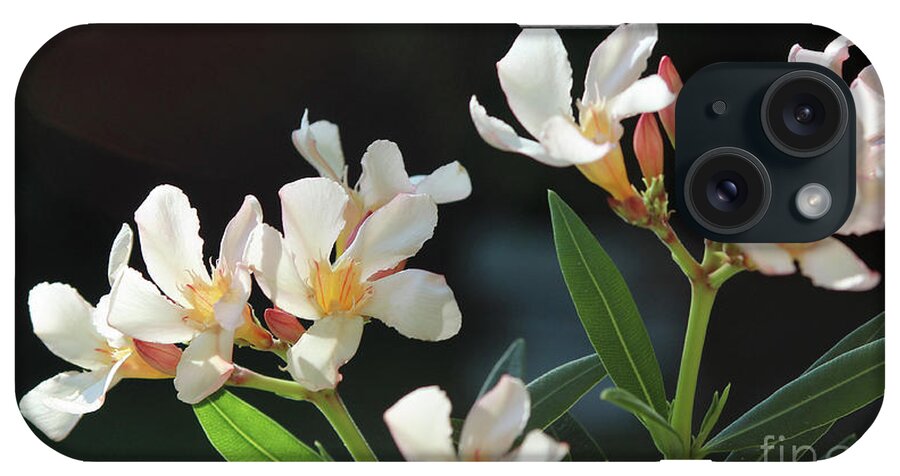 Oleander iPhone Case featuring the photograph Oleander Petite Salmon 2 by Wilhelm Hufnagl