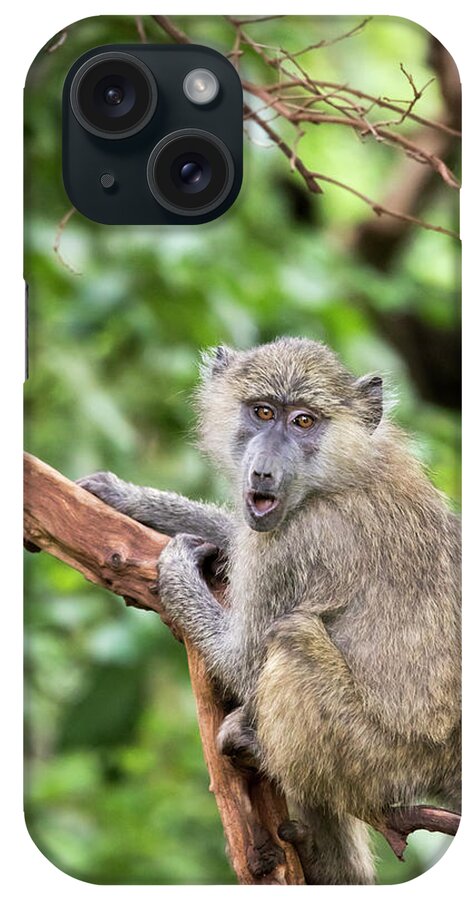 Africa iPhone Case featuring the photograph Olive baboon, Lake Manyara, Tanzania by Karen Foley