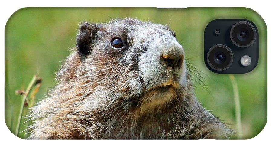Olympic Marmot iPhone Case featuring the photograph Olympic Marmot by Martin Konopacki