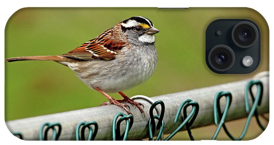 White Throated Sparrow iPhone Case featuring the photograph On The Fence by Debbie Oppermann