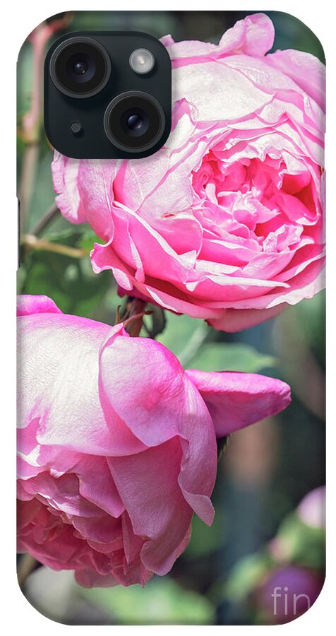 Rose iPhone Case featuring the photograph One bold, one bashful by Linda Lees