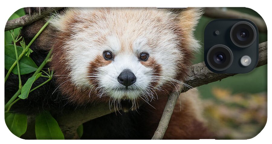 Red Panda iPhone Case featuring the photograph One Intense Critter by Greg Nyquist