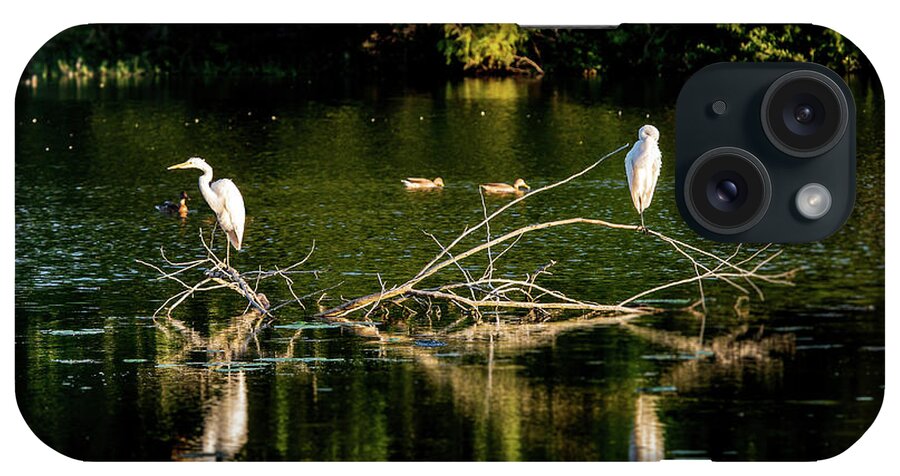 Ardea Alba iPhone Case featuring the photograph One Legged Egrets by Onyonet Photo studios