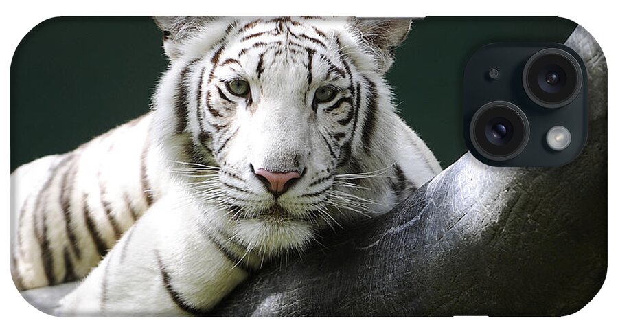 White Tiger iPhone Case featuring the photograph One Of Those Days by Keith Lovejoy