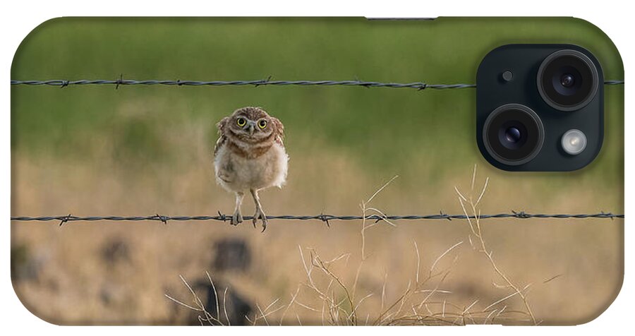 Burrowing Owls iPhone Case featuring the photograph One Sweet Goodnight by Yeates Photography