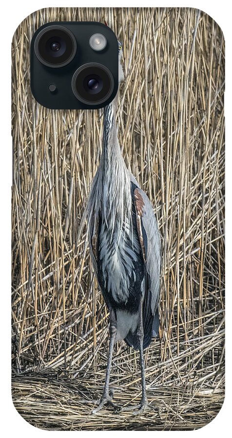 Bird iPhone Case featuring the photograph Open Wide by William Bitman