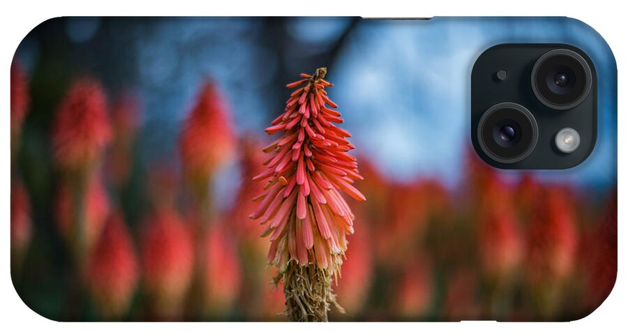 Flowers iPhone Case featuring the photograph Orange and Blue by Wendy Carrington