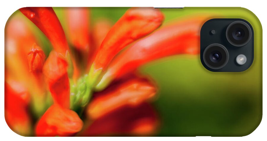 Flower iPhone Case featuring the photograph Orange and green by Al Hurley