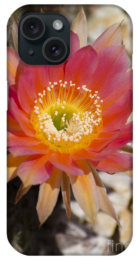 Cactus iPhone Case featuring the photograph Orange cactus flower by Jim And Emily Bush