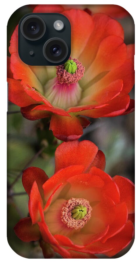 Claret Cup Cactus iPhone Case featuring the photograph Orange Claret Dreams by Saija Lehtonen