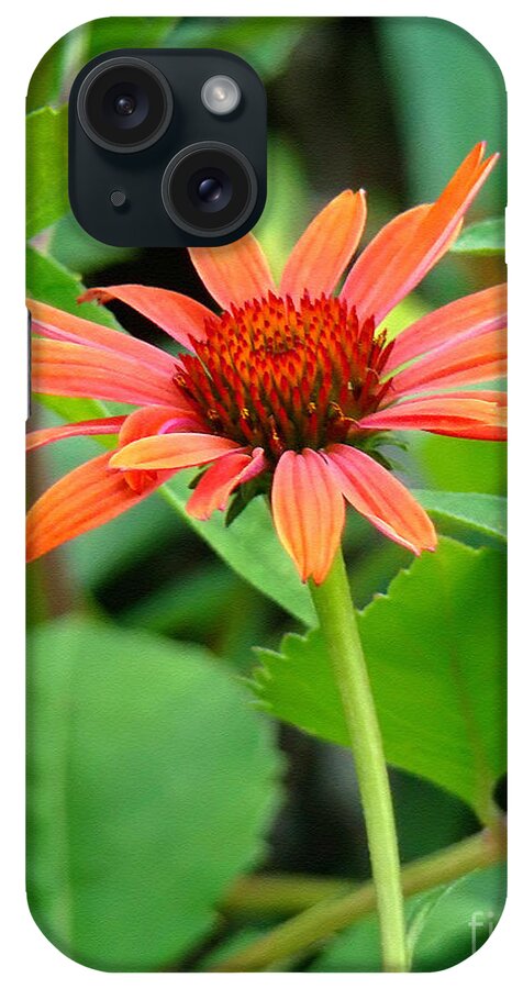 Coneflower iPhone Case featuring the photograph Orange Coneflower by Sue Melvin
