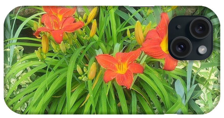 Orange Day Lilies iPhone Case featuring the photograph Orange Daylilies by Charlotte Gray